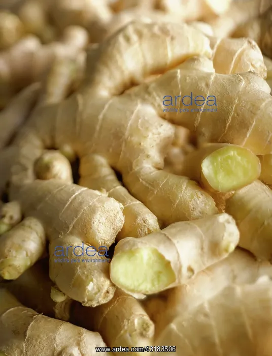 : Ginger, Zingiber officinale, Overhead view of several : Ginger, Zingiber officinale, Overhead view of several
