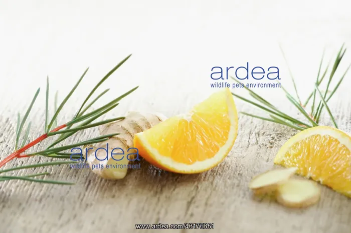 : Ginger, Zingiber officinale root arranged with sprigs : Ginger, Zingiber officinale root arranged with sprigs