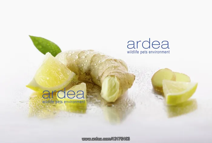 : Ginger, Zingiber officinale root with Lemon, Citrus : Ginger, Zingiber officinale root with Lemon, Citrus