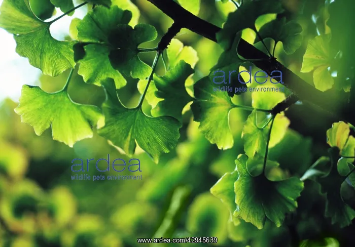 : Gingko, Maidenhair tree, Gingko biloba : Gingko, Maidenhair tree, Gingko biloba