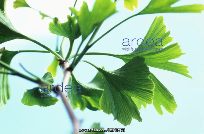 : Gingko, Maidenhair tree, Gingko biloba : Gingko, Maidenhair tree, Gingko biloba