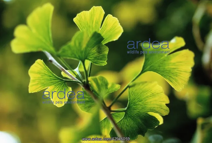 : Gingko, Maidenhair tree, Gingko biloba : Gingko, Maidenhair tree, Gingko biloba