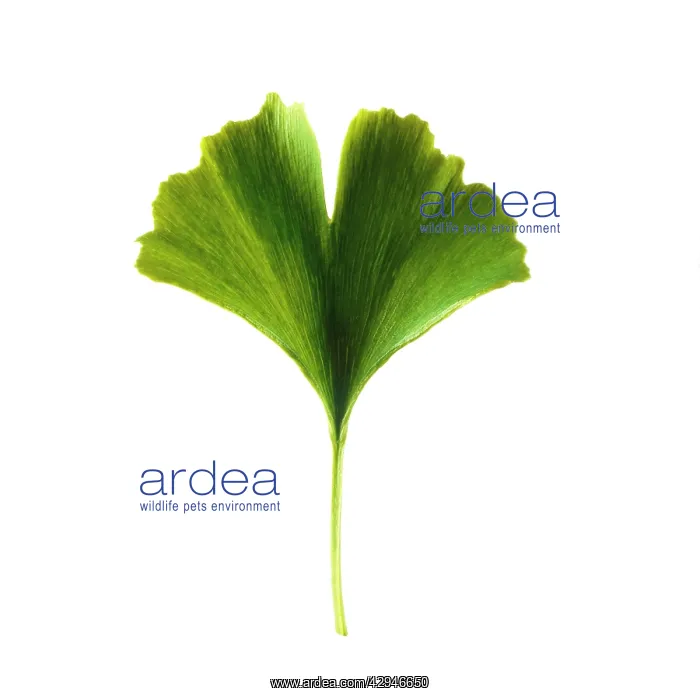 : Gingko, Maidenhair tree, Gingko biloba : Gingko, Maidenhair tree, Gingko biloba