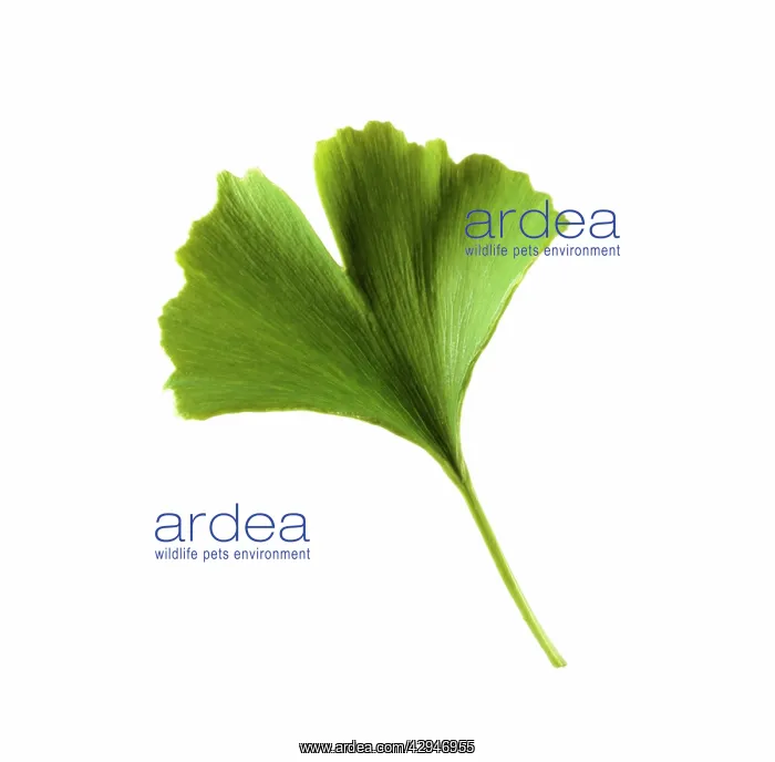  : Gingko, Maidenhair tree, Gingko biloba