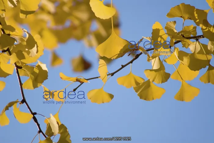 : Gingko, Maidenhair tree, Gingko biloba : Gingko, Maidenhair tree, Gingko biloba