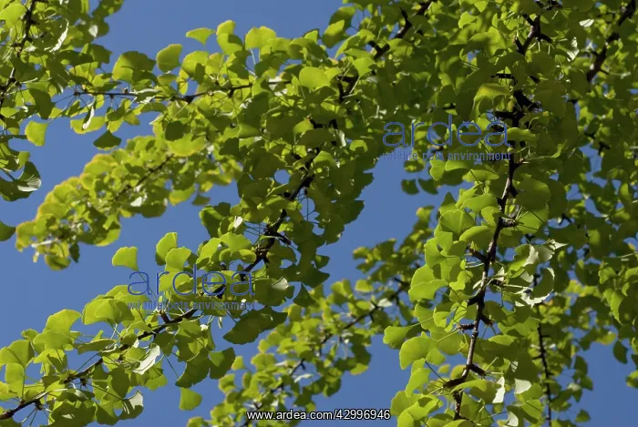 : Gingko, Maidenhair tree, Gingko biloba : Gingko, Maidenhair tree, Gingko biloba