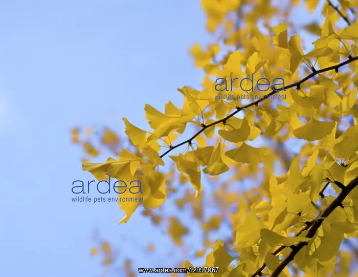 : Gingko, Maidenhair tree, Gingko biloba : Gingko, Maidenhair tree, Gingko biloba