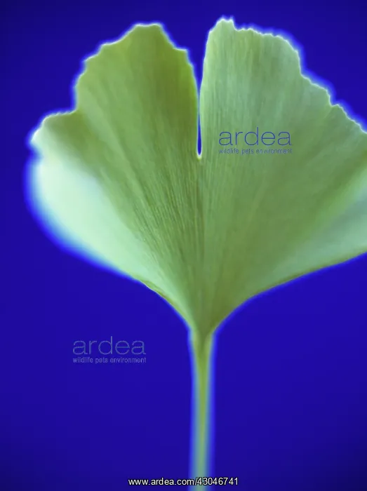 : Gingko, Maidenhair tree, Gingko biloba : Gingko, Maidenhair tree, Gingko biloba