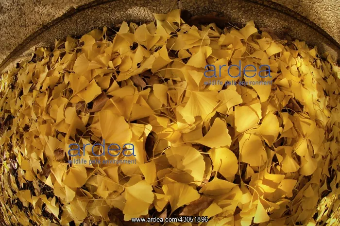: Gingko, Maidenhair tree, Gingko biloba : Gingko, Maidenhair tree, Gingko biloba