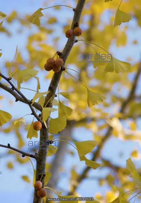 : Gingko, Maidenhair tree, Gingko biloba : Gingko, Maidenhair tree, Gingko biloba