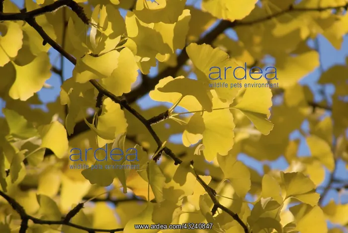 : Gingko, Maidenhair tree, Gingko biloba : Gingko, Maidenhair tree, Gingko biloba