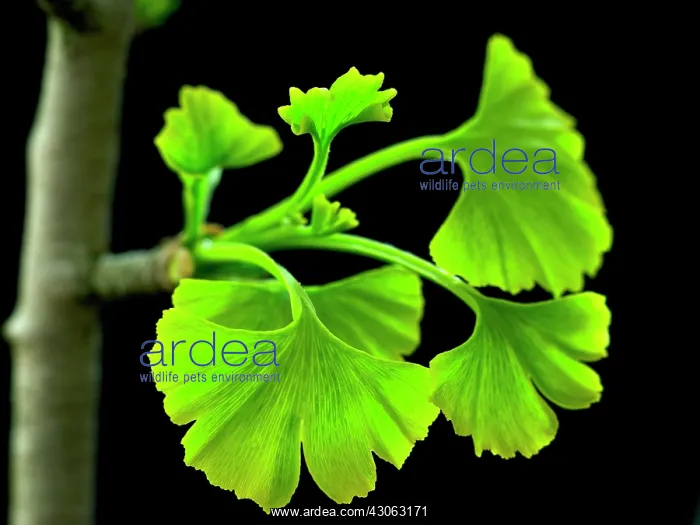 : Ginkgo, Maidenhair tree, Gingko biloba : Ginkgo, Maidenhair tree, Gingko biloba