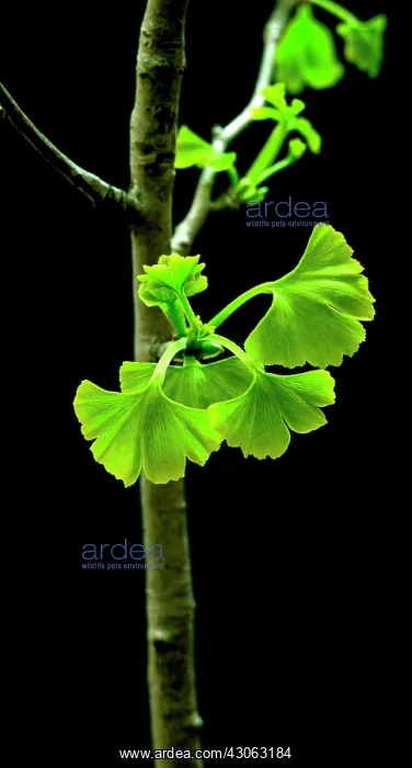 : Ginkgo, Maidenhair tree, Gingko biloba