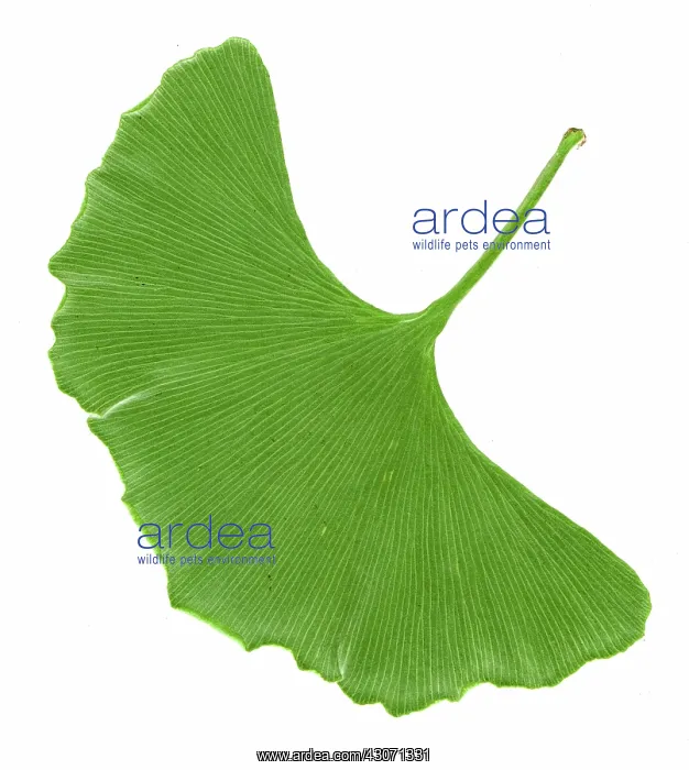  : Ginkgo leaf
