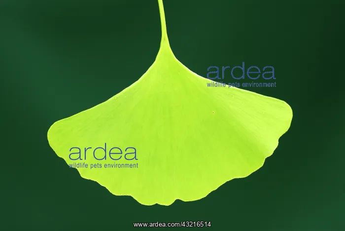 : Ginkgo Leaf : Ginkgo Leaf