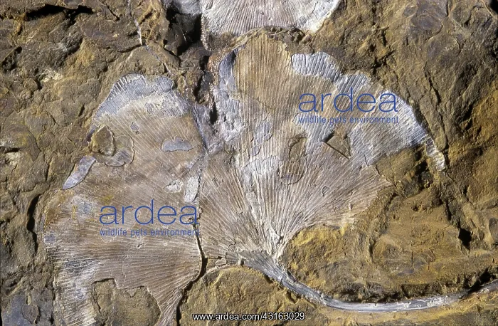 : Ginkgo Leaf Fossil : Ginkgo Leaf Fossil