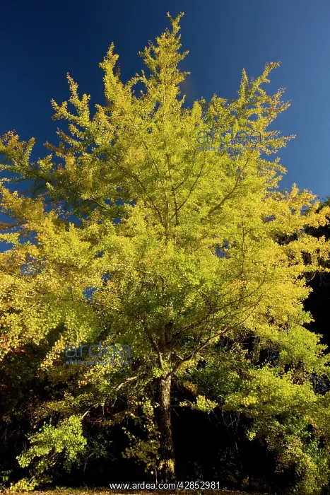  : Ginkgo  /  Maidenhair Tree - in autumn with fall colours