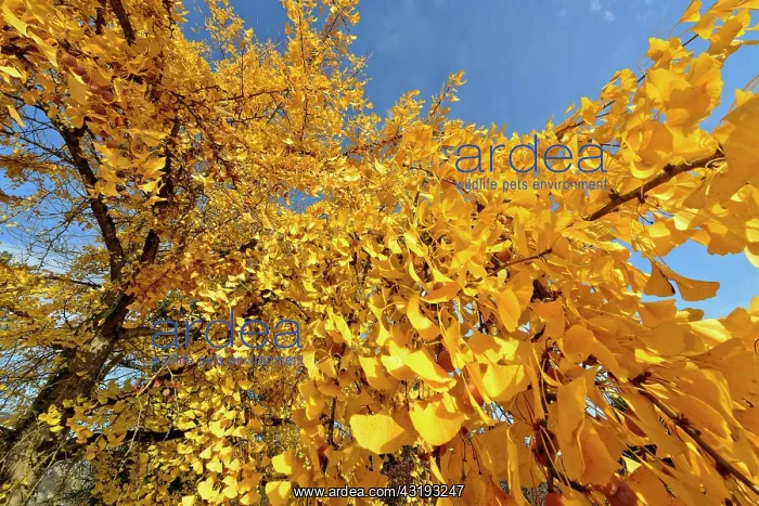 : Ginkgoaceae family: the oldest known family trees : Ginkgoaceae family: the oldest known family trees