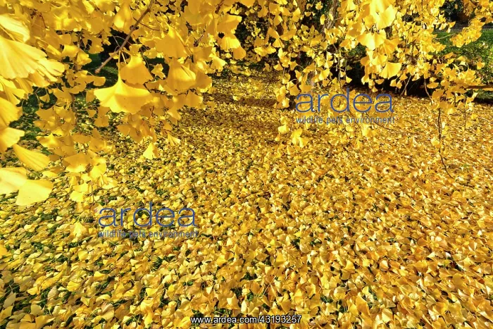 : Ginkgoaceae family: the oldest known family trees : Ginkgoaceae family: the oldest known family trees