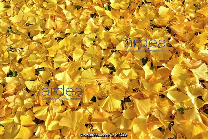 : Ginkgoaceae family: the oldest known family trees : Ginkgoaceae family: the oldest known family trees