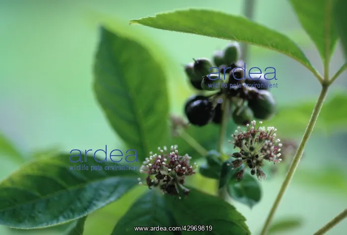 : Ginseng, Asian ginseng, Korean ginseng, Panax ginseng : Ginseng, Asian ginseng, Korean ginseng, Panax ginseng