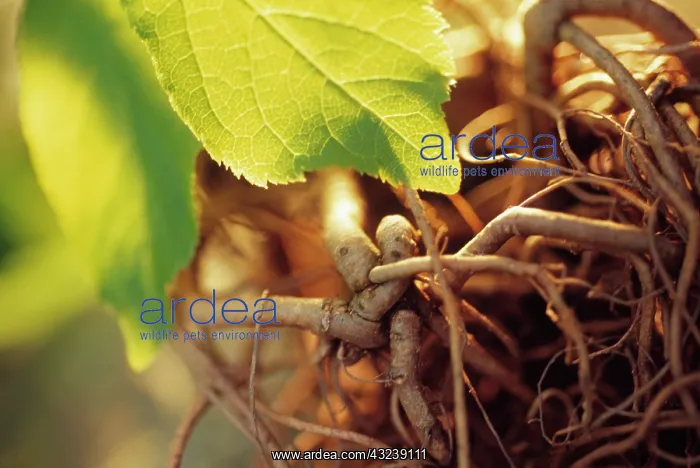 : Ginseng, Siberian ginseng, Eleutherococcus senticous : Ginseng, Siberian ginseng, Eleutherococcus senticous