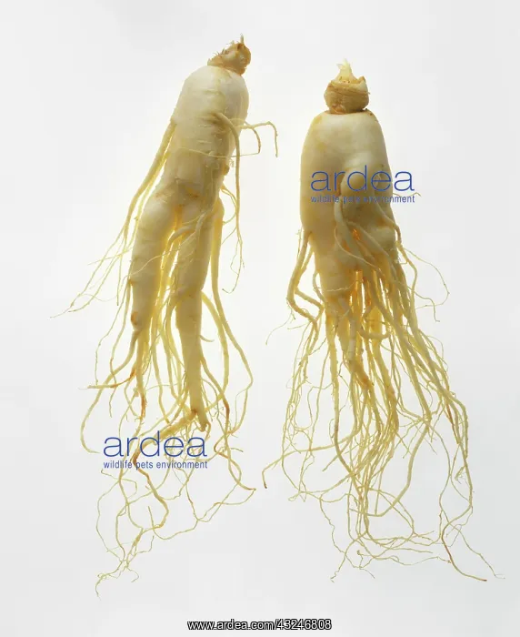: Ginseng, Asian ginseng, Korean ginseng, Panax ginseng : Ginseng, Asian ginseng, Korean ginseng, Panax ginseng