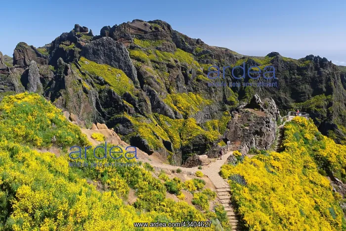 : Ginster, Berge, Aussichtspunkt, Pico das Torres : Ginster, Berge, Aussichtspunkt, Pico das Torres