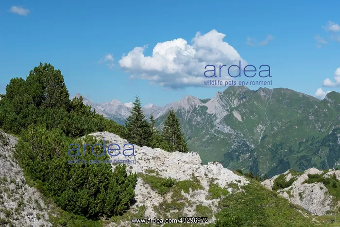: Gipsl&, x1a3a25;r Nature Reserve, Lechquellen Mountains : Gipsl&, x1a3a25;r Nature Reserve, Lechquellen Mountains