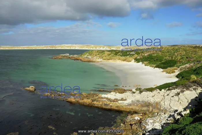: Gipsy Cove, Falkland Islands : Gipsy Cove, Falkland Islands