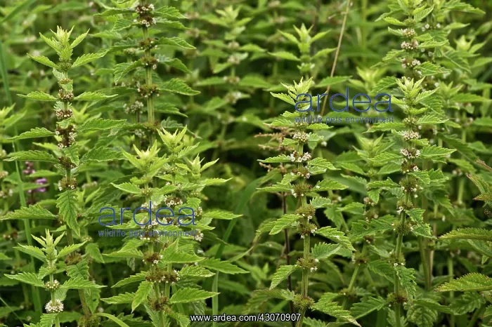 : Gipsywort (Lycopus europaeus). Kv nrkeby mose, Denmark : Gipsywort (Lycopus europaeus). Kv nrkeby mose, Denmark