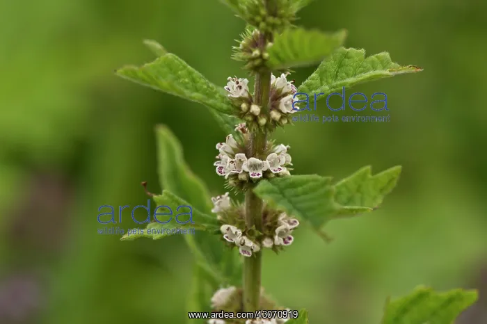 : Gipsywort (Lycopus europaeus). Kv nrkeby mose, Denmark : Gipsywort (Lycopus europaeus). Kv nrkeby mose, Denmark