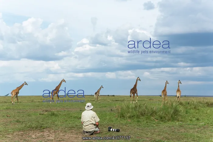 : Giraffa c. tippelskirchi Giraffa camelopardalis t : Giraffa c. tippelskirchi Giraffa camelopardalis t