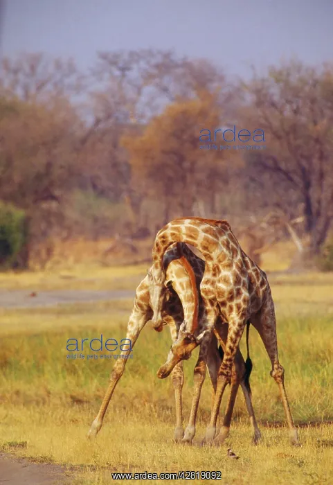 : Giraffe (Giraffa camelopardalis ). two with necks entwined - Botswana, Africa : Giraffe (Giraffa camelopardalis ). two with necks entwined - Botswana, Africa