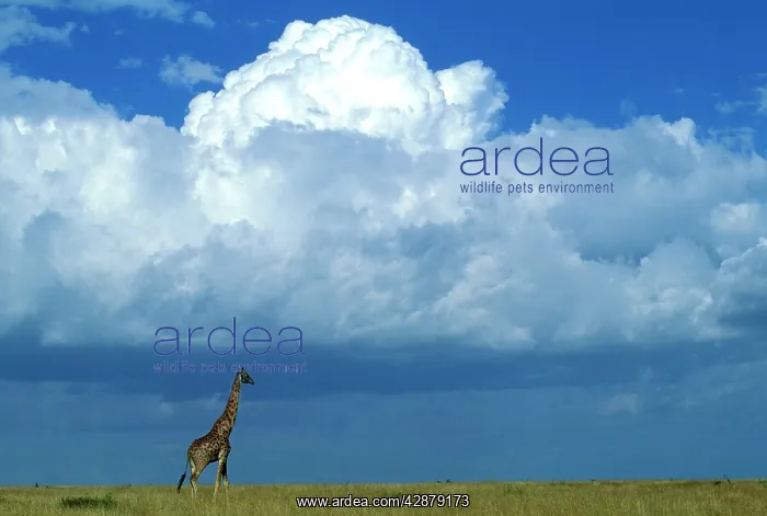 : Giraffe (Giraffa camelopardalis) : Giraffe (Giraffa camelopardalis)