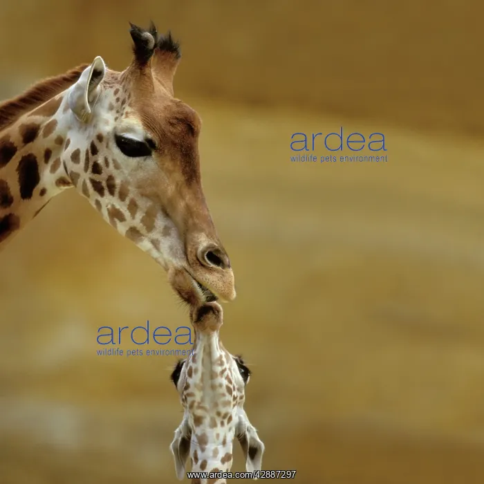  : Giraffe. Kissing young Giraffe