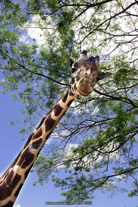 : Giraffe (Giraffa camelopardalis) : Giraffe (Giraffa camelopardalis)