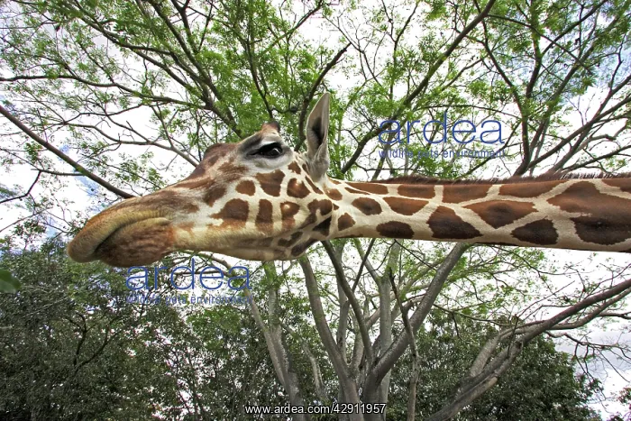: Giraffe (Giraffa camelopardalis) : Giraffe (Giraffa camelopardalis)