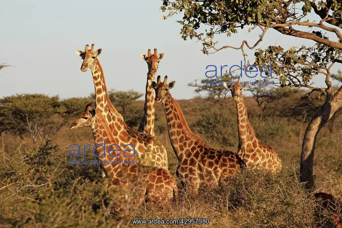 : Giraffe (Giraffa camelopardis). Chobe NP, Botswana, Africa : Giraffe (Giraffa camelopardis). Chobe NP, Botswana, Africa