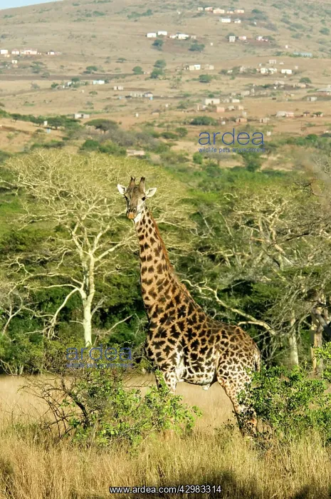 : Giraffe (Giraffa camelopardalis). showing close proximity of human development : Giraffe (Giraffa camelopardalis). showing close proximity of human development