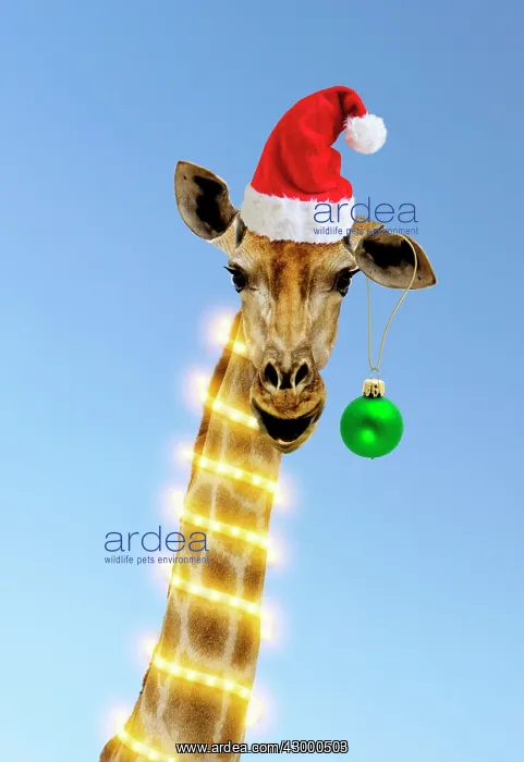 : Giraffe with Christmas hat lights and bauble Digital Manipulation (Giraffa camelopardalis) : Giraffe with Christmas hat lights and bauble Digital Manipulation (Giraffa camelopardalis)