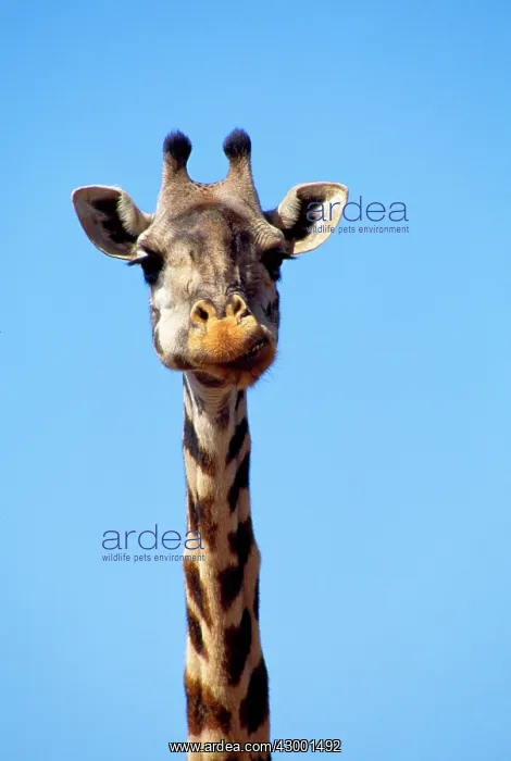 : Giraffe close-up of head and neck, chewing : Giraffe close-up of head and neck, chewing