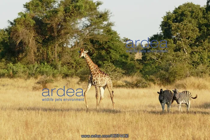: Giraffe (Giraffa camelopardalis) and Common Zebra : Giraffe (Giraffa camelopardalis) and Common Zebra