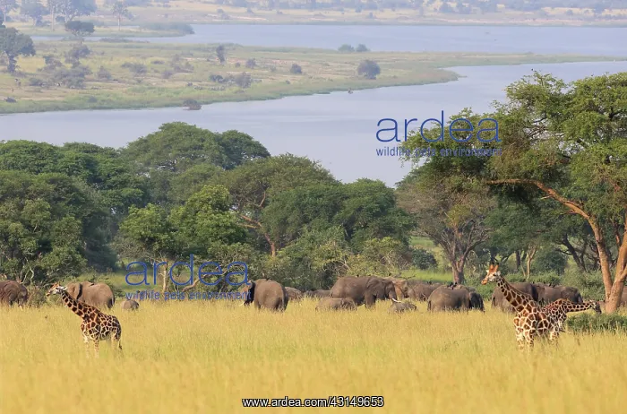 : Giraffe. Sight on the Nile with Giraffes (Giraffa camelopardalis) and African Elephants : Giraffe. Sight on the Nile with Giraffes (Giraffa camelopardalis) and African Elephants