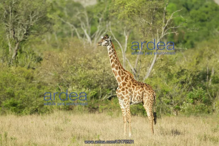 : Giraffe (Giraffa camelopardalis tippelskirchi) Masai race standing : Giraffe (Giraffa camelopardalis tippelskirchi) Masai race standing
