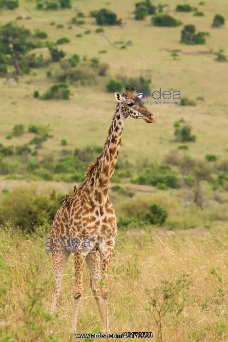 : Giraffe (Giraffa camelopardalis tippelskirchi) Masai race standing : Giraffe (Giraffa camelopardalis tippelskirchi) Masai race standing