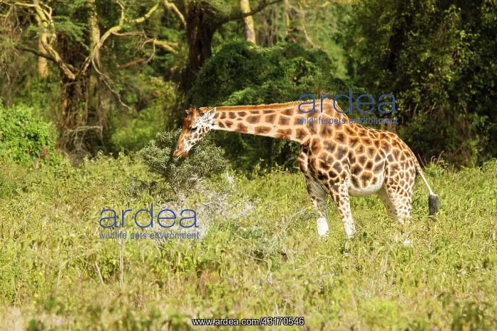 : Giraffe. Rothschild Giraffes (Giraffa camelopardalis) browsing amongst yellow acacia trees : Giraffe. Rothschild Giraffes (Giraffa camelopardalis) browsing amongst yellow acacia trees