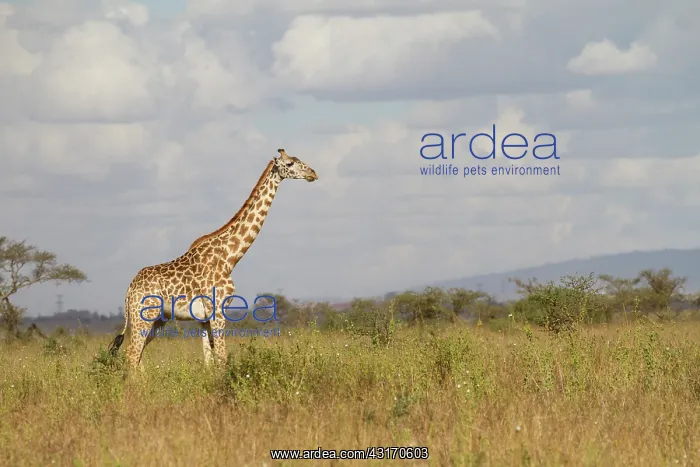 : Giraffe (Giraffa camelopardalis tippelskirchi) Masai race standing : Giraffe (Giraffa camelopardalis tippelskirchi) Masai race standing