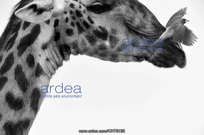 : Giraffe. Yellow-billed Oxpecker (Buphagus africanus) flies away : Giraffe. Yellow-billed Oxpecker (Buphagus africanus) flies away