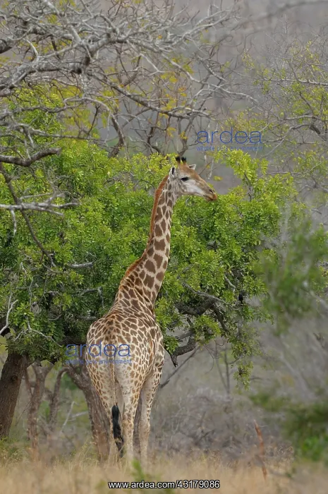 : Giraffe (Giraffa camelopardalis ) standing in savanna woodland : Giraffe (Giraffa camelopardalis ) standing in savanna woodland